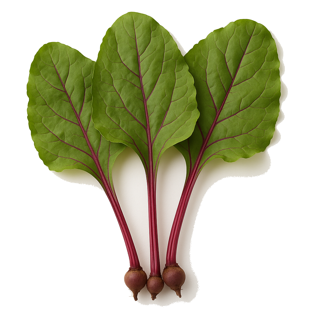 עלי סלק מהדרין