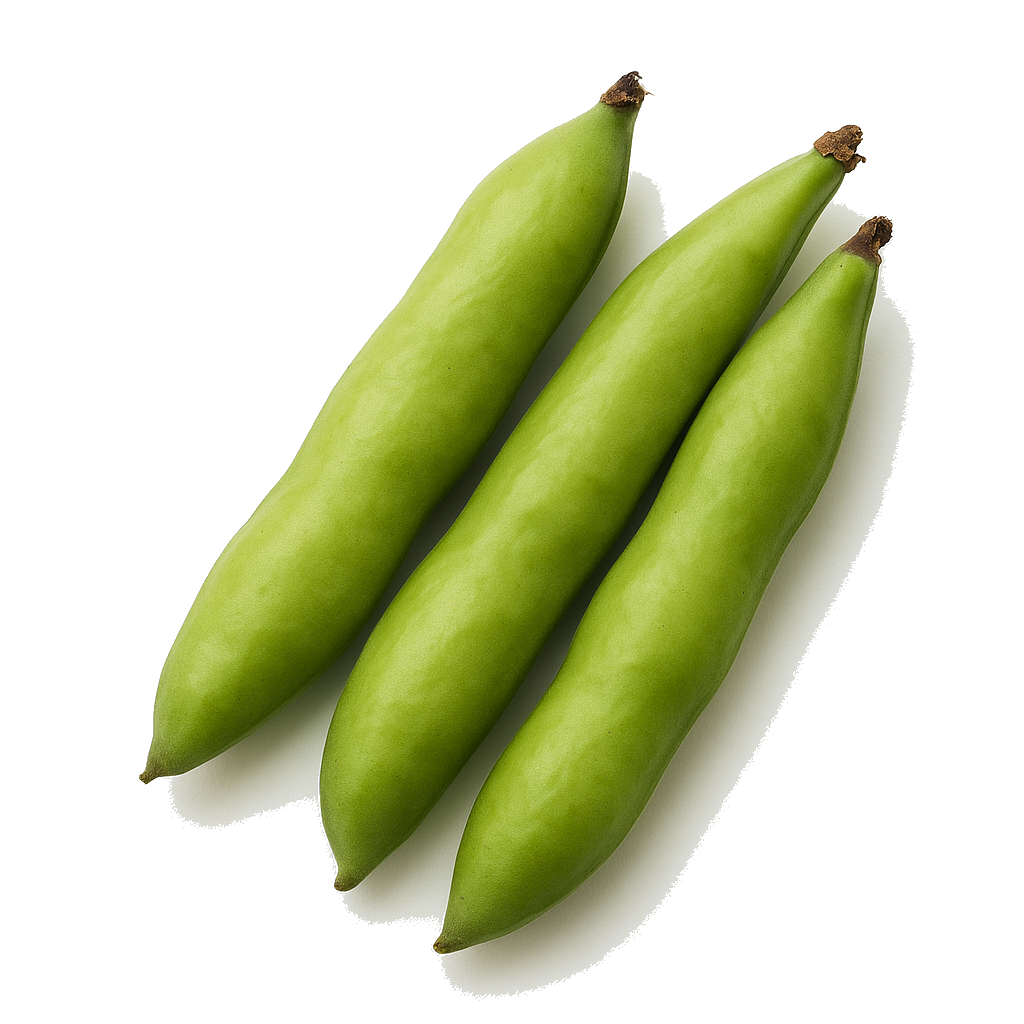שעועית רחבה