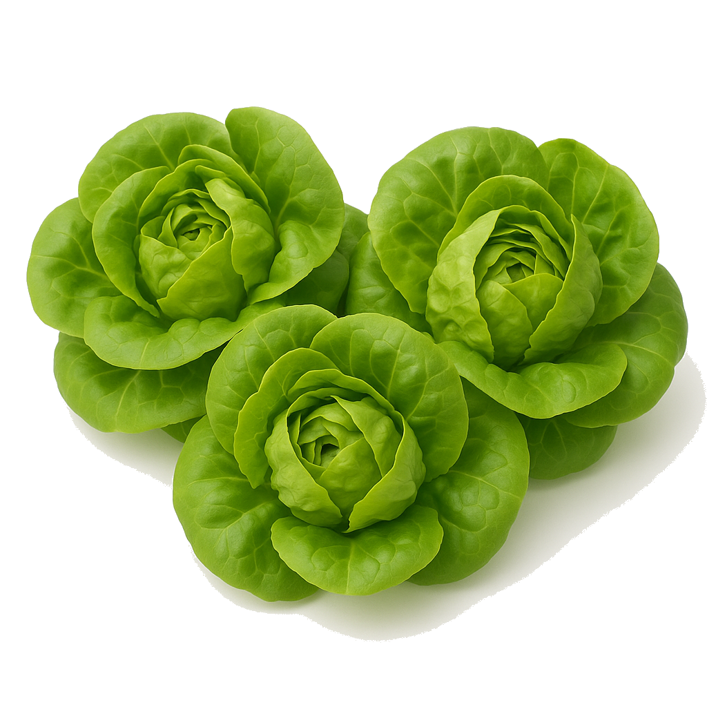 חסה לליק מהדרין