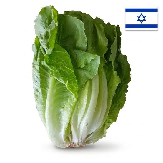 חסה ערבית