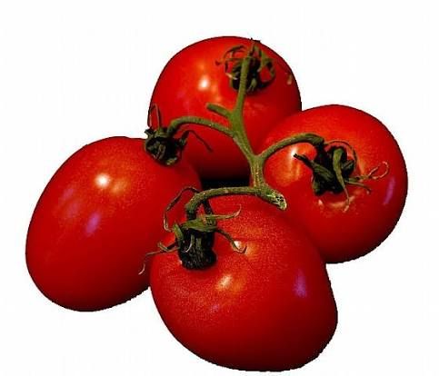 עגבניות תמר