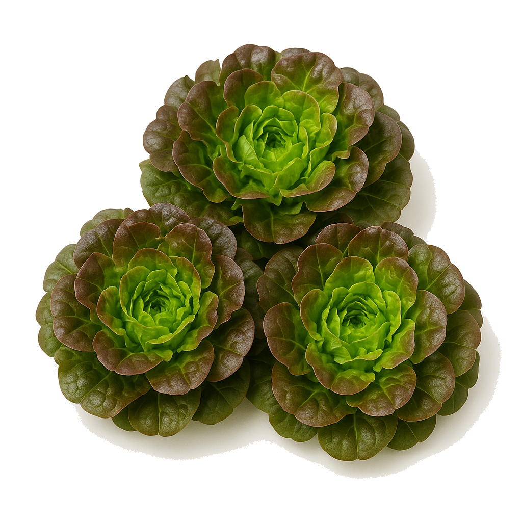 חסה סלנובה מהדרין